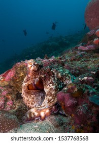 An Octopus Uses Camouflage To Hide On The Ocean Floor