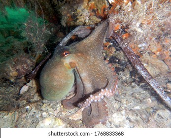 Octopus Using It's Many Legs To Move About The Ocean Floor Beneath A Jetty