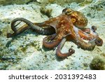 Octopus (Octopus vulgaris Cuvier, 1797) or octopus is a cephalopod of the Octopodidae family at sea.