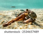 Octopus (Octopus vulgaris Cuvier, 1797) or octopus is a cephalopod of the Octopodidae family at sea.