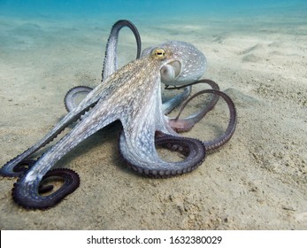 Octopus (Octopus vulgaris Cuvier, 1797) or octopus is a cephalopod of the Octopodidae family at sea