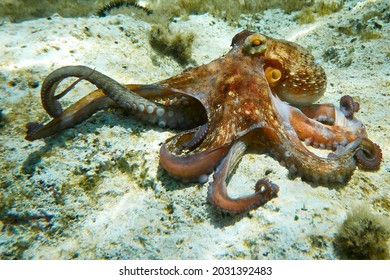 Octopus (Octopus vulgaris Cuvier, 1797) or octopus is a cephalopod of the Octopodidae family at sea.