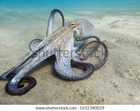 Octopus (Octopus vulgaris Cuvier, 1797) or octopus is a cephalopod of the Octopodidae family at sea