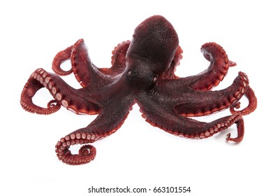 Octopus vulgaris isolated from white background.