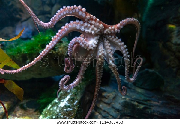 Octopus Octopus Vulgaris Softbodied Eightarmed Mollusc Stock Photo ...