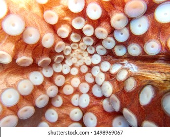 Octopus Vulgaris In A Wild Enviroment. Underwater With Rocks. The Octopus Is A Master Of Camouflage With Tentacles And Eyes.