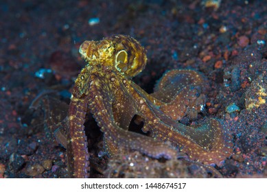 Octopus Walking Along The Ocean Floor With Macro Lens