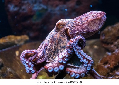 Octopus In Water