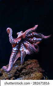 Octopus In Water