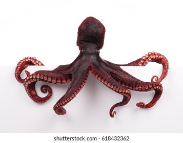 Octopus wiggling isolated on white background