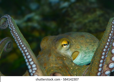 An Octupus In An Aquarium