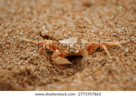 Ocypode clear ghost crab in the sri lankan beach
