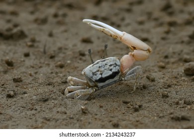 The Ocypodidae are a family of semiterrestrial crabs that includes the ghost crabs and fiddler crabs