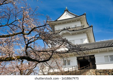 odawara castle spring cherry blossom