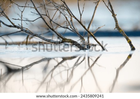 Odbicie drzewa w wodzie. Resztki zimowego lodu. Tafla wody. Zdjęcia stock © 