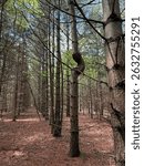 The odd bump in this pine tree trunk really stands out against the others.  Springtime forest hike in conservation area in southern Ontario, Canada.