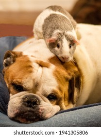 The Odd Couple:  A Bulldog And A Guinea Pig Hanging Out Together