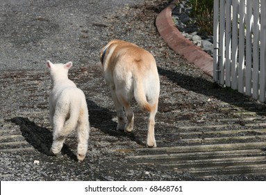 An Odd Couple, A Lamb And A Labrador Walking Down The Drive Together