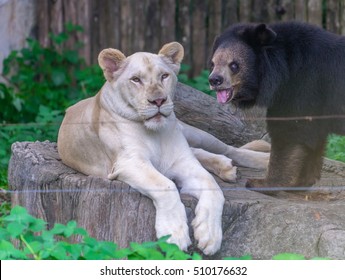 An Odd Couple A White Lioness And A Black Bear Together.