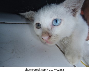 Odd Eye Cat Or Heterochromia Iridis