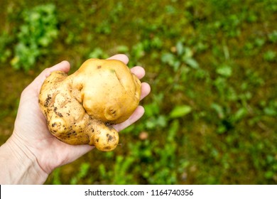 Odd Looking Big Ugly Mutant Uneven Potato In Hand Outdoors, Green Grass On The Background. Rejected Food In Markets Stores Concept. Low Quality Foods.