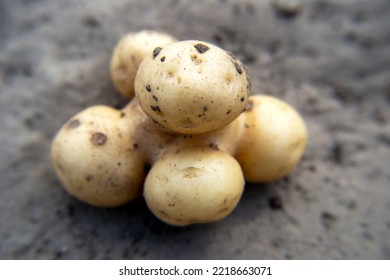 Odd Looking Big Ugly Mutant Potato On Grey Ground. Rejected Food In Markets Stores Concept. Ugly Funny Potato. Low Quality Foods. Unusual Vegetables And Fruits. Macro Shooting, Soft Selective Focus.