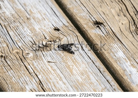 Odd looking insect on a deck