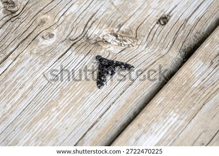 Odd looking insect on a deck