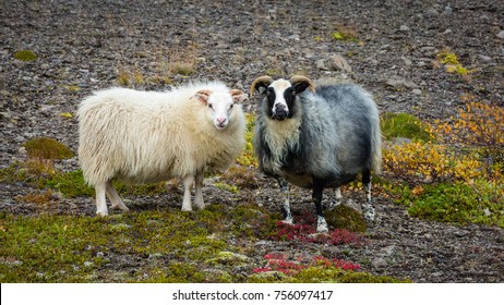 An Odd Pair Of Sheep