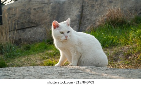 Odd-eyed white cat that expresses favor with humans, is giving birth to a baby and raising it.