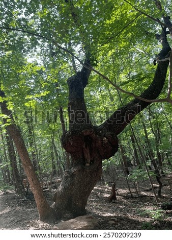 Nature’s Oddities: A Twisted Tree in the Forest