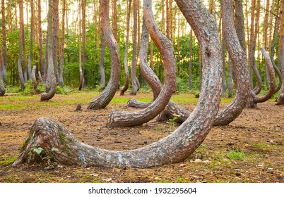 Oddly shaped pine trees in Crooked Forest at sunset, selective focus, Poland.
