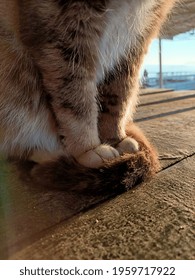 ODESA, UKRAINE - April, 2021: Furry Fluffy Cat Paws Wrapped By A Tail Outside