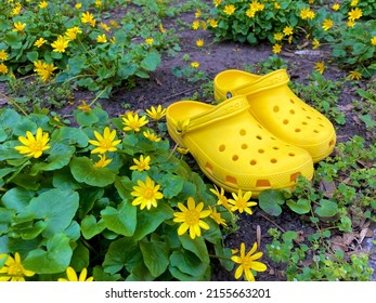 Odessa, Ukraine -May 2022: Bright Yellow Rubber Crocs. Summer Vacation Trendy Second-hand Shoes And Blooming Yellow Flowers. Stylish Sandals. Sustainable Fashion Footwear, Reusable Material.