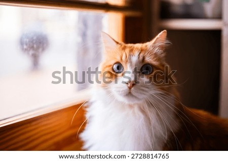Odin Newman at the Window