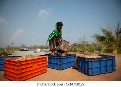 Odisha, India.- February 9  2021:  Indian Woman Working In A Cashew Nut Processing Factory.