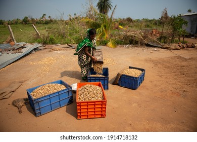 Odisha, India.- February 9  2021:  Indian Woman Working In A Cashew Nut Processing Factory.