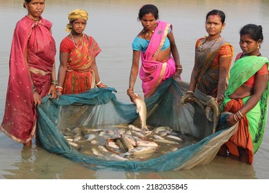 Odisha, India- July 5th 2022: Tribal Women Fisher Of Women Self Help Group SHG Harvesting Fish From Pond