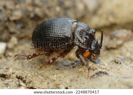 Odonteus armiger beetles in the family Bolboceratidae. Scarabaeidae, male with nasal horn. Coleoptera, rare species.