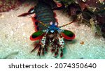 Odontodactylus scyllarus, commonly known as the peacock mantis shrimp, harlequin mantis shrimp, painted mantis shrimp