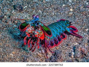 Odontodactylus scyllarus, commonly known as the peacock mantis shrimp, , 