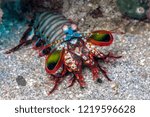 Odontodactylus scyllarus, known as the peacock mantis shrimp, is a large mantis shrimp