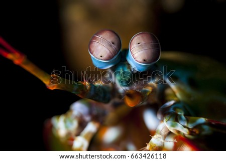 Odontodactylus scyllarus, known as the peacock mantis shrimp, harlequin mantis shrimp, painted mantis shrimp, or clown mantis shrimp