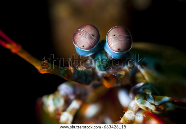 Odontodactylus scyllarus, known as the peacock\
mantis shrimp, harlequin mantis shrimp, painted mantis shrimp, or\
clown mantis\
shrimp