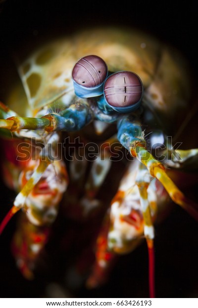 Odontodactylus scyllarus, known as the peacock
mantis shrimp, harlequin mantis shrimp, painted mantis shrimp, or
clown mantis
shrimp