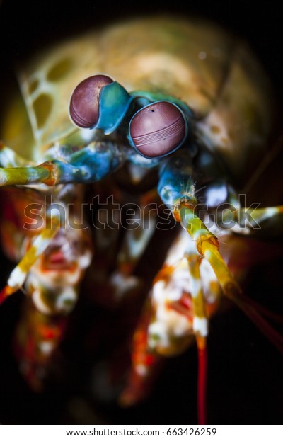 Odontodactylus scyllarus, known as the peacock\
mantis shrimp, harlequin mantis shrimp, painted mantis shrimp, or\
clown mantis\
shrimp