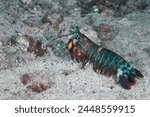 Odontodactylus scyllarus mantis shrimp carnivorous marine crustaceans