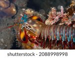 Odontodactylus scyllarus; peacock mantis shrimp; off the coast of North Sulawesi