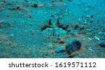 Odontodactylus Scyllarus in sandy burrow on ocean bottom. Peacock Mantis Shrimp, Harlequin Mantis Shrimp, Painted Mantis Shrimp, Clown Mantis Shrimp, looking out from a hole. Tulamben, Bali, Indonesia