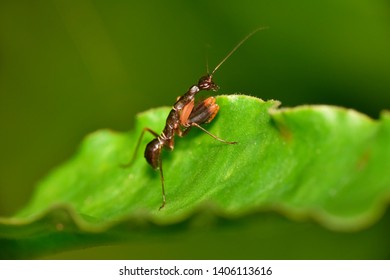 121 Ant mimic mantis Images, Stock Photos & Vectors | Shutterstock